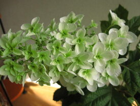 楽天市場 あじさい 鉢植え プレゼントの通販