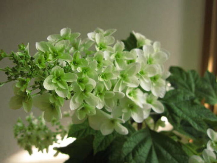 楽天市場 山アジサイ 紫陽花の大苗 八重柏葉アジサイ 16年開花終了剪定後の状態でお届けとなります 園芸百貨店何でも揃うこぼんさい