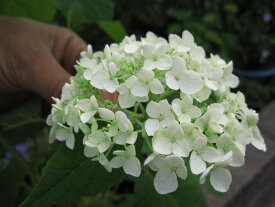 母の日のプレゼントに2024年6月開花のアナベルアジサイアジサイ 白紫陽花アナベル苗　7月以降のお届けは、開花が終了しており、剪定後の状態です