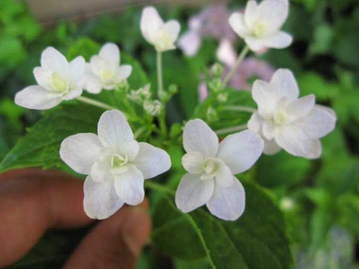 楽天市場 アジサイ 墨田の花火墨田の花火 あじさい 中苗 園芸百貨店何でも揃うこぼんさい