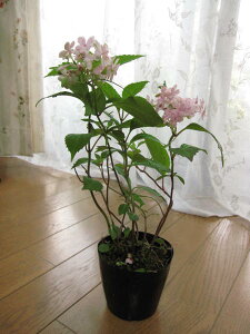 肵Ԃł̂͂ƂȂ܂@zԃAWTCH߂̕ yzc@2025NJԗ\̏Ԃł͂ƂȂ܂