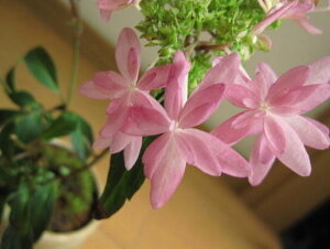 肵Ԃł̂͂ƂȂ܂@̕ AWTC@  c@@lC