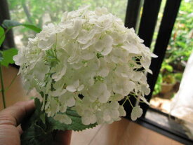 楽天市場 あじさい 苗 鉢花 花 観葉植物 花 ガーデン Diyの通販
