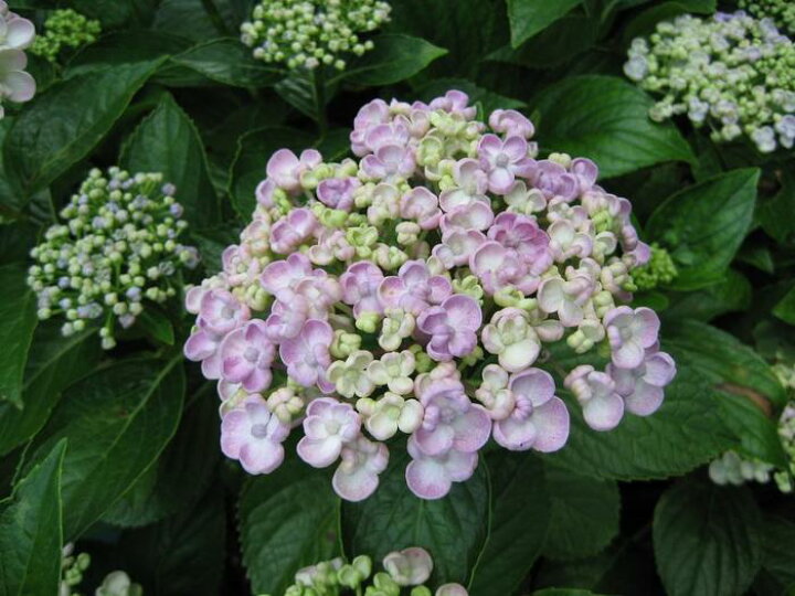 楽天市場 山アジサイ 紫陽花の中苗 おたふくアジサイ 年6月開花の状態でお届けとなります 園芸百貨店何でも揃うこぼんさい