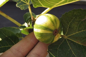 y؁z yʎzyzC`WN@[uXB[g@C`WNc