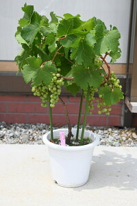 ͂܂ԂƂԃČJxl\[rj@߂炵AJxl\[Bjc