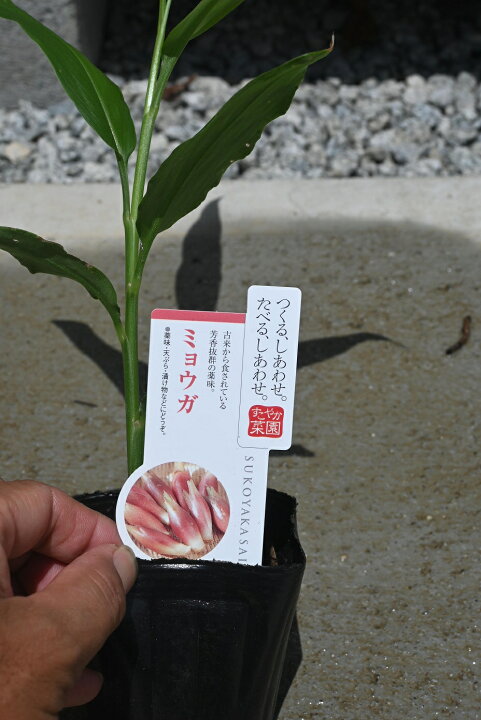 楽天市場】ミョウガみょうが茗荷薬味苗ミョウガ茗荷苗 : 園芸百貨店 