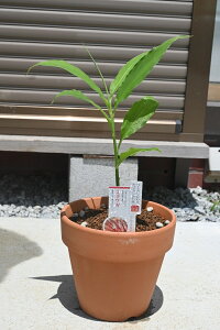 ~EK݂傤(䪉)A򖡕c~EK䪉הA~EK@11ȍ~̂͂͗ttĂ܂