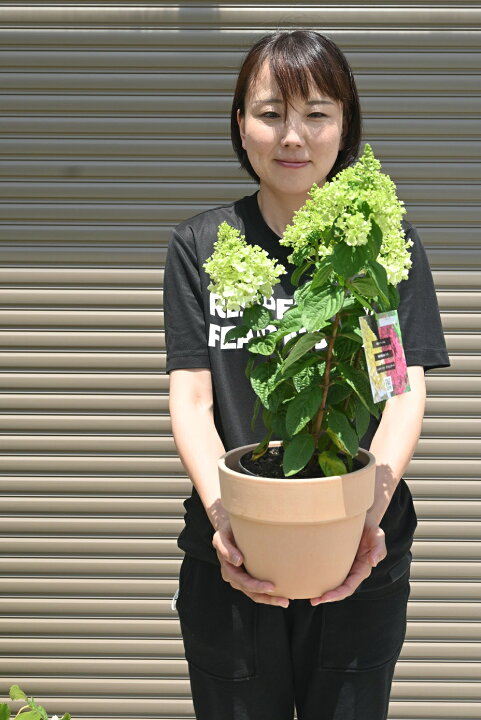 楽天市場 ノリウツギパネンカ鉢植え夏あじさい22年7月撮影しておりますノリウツギ鉢植え夏あじさい糊空木 今の時期は剪定した状態でのお届けになります 園芸百貨店何でも揃うこぼんさい