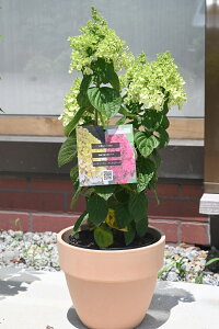 mEcMplJAĂ2025N5JԃmEcMAĂЋ ͙̎肵Ԃł̂͂ɂȂ܂