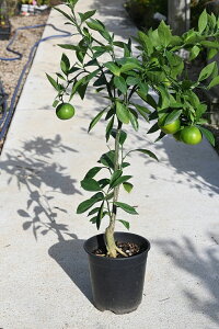 食べれるみかんを育てる母の日プレゼント2025年5月〜7月開花後みかんの実が楽しめます早生温州みかん苗みかんの木早生みかん苗 温州ミカン 柑橘苗ビタミンCは 免疫力アップ ト 収穫は1