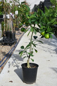 食べれるみかんを父の日プレゼントに2025年6月〜8月開花後花芽が実のなるみかんお誕生日の贈り物に 食べれるみかんです 2025年開花後実のなるみかんの木実がついています。プラ鉢入り