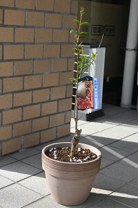 2025N4{̔BΞ֔A@XC[gnj[@ڂؕc킲ƐHׂ邴VeN