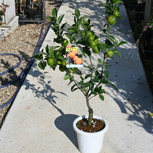 IB݂2025N12t݂񏬂݂~Jc ckc