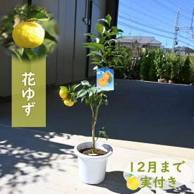 父の日プレゼントに2025年5月～9月お花の開花後実のなるユズをお届け2025年開花後に実のなるゆず接ぎ木3年生 苗木 果樹 花柚子 一才ゆず 常柚 ハナユ ゆず