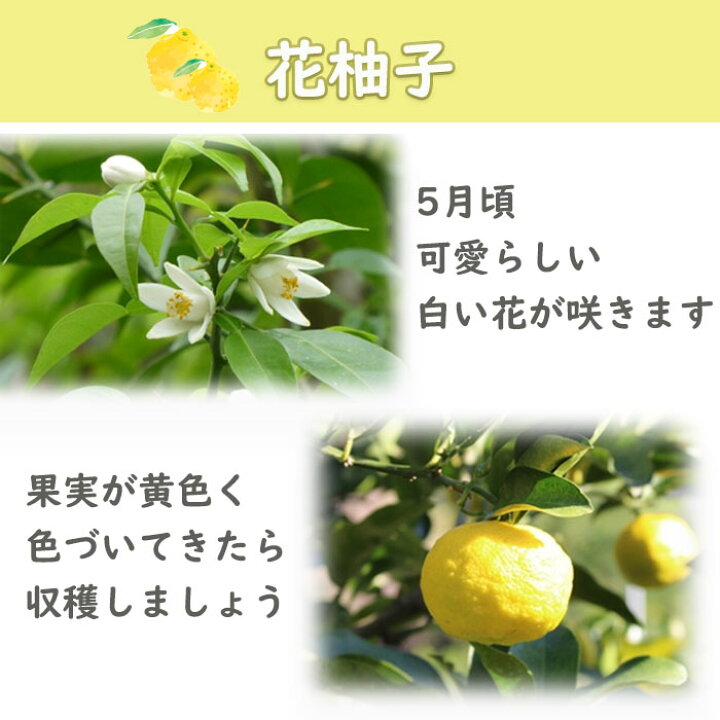 楽天市場】母の日プレゼントに2025年5月～9月お花の開花後実のなるユズ  