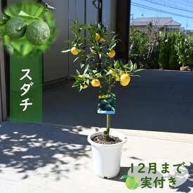 自宅用のプレゼントに開花後実がなります　2026年スダチ 果樹　すだち　自宅で楽しめるスダチを育てよう