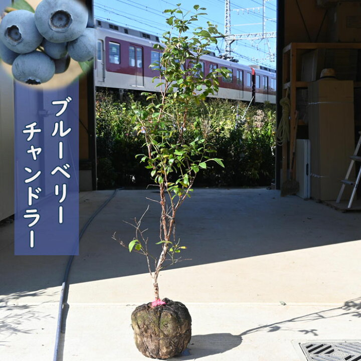 楽天市場】ブルーベリー チャンドラー 苗木 果樹 ノーザンハイブッシュ 