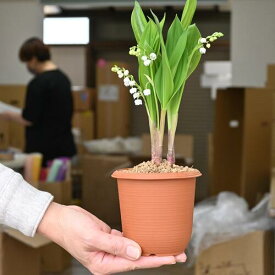 2024年2月から3月開花苗スズラン鉢植えすずらん　ドイツすずらん　鈴蘭　しっかりとした鈴蘭は多年草です