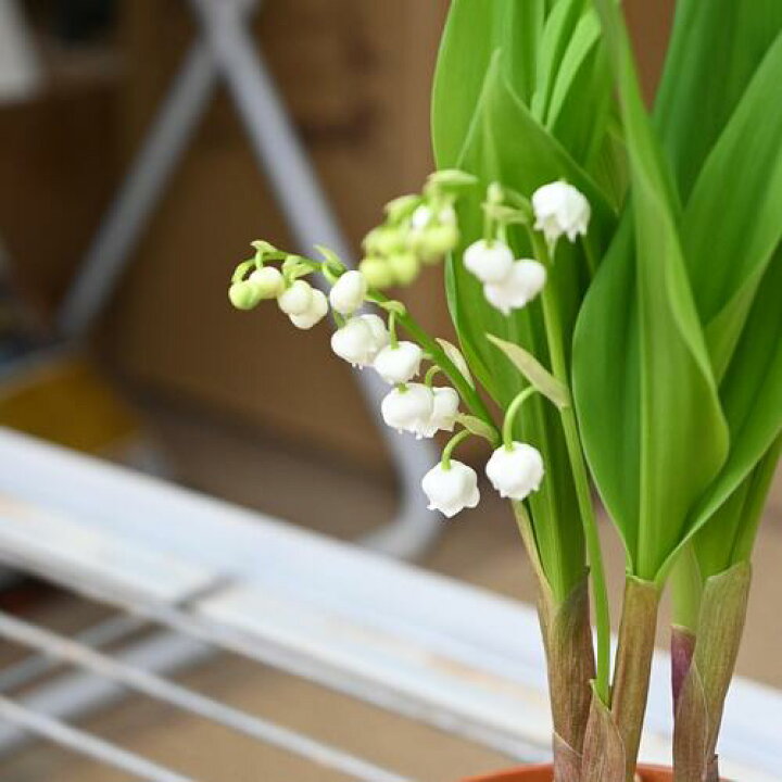 楽天市場】※今季3月10以降のお届けは開花が終了しております2025年2月