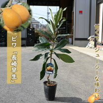 楽天市場】びわ 2年 苗の通販