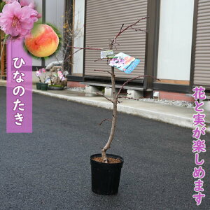 2025NNEWʎ ЂȂ̂ c }꓍ d炫 ꓍ ԓ  3N ڂؕc PVP Ϗܗp Hp