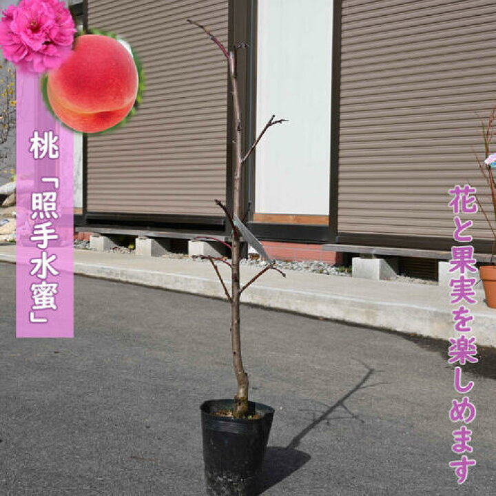 楽天市場】2026年NEW 果樹 照手水蜜 苗木 枝垂れ桃 花桃 モモ 1年生 