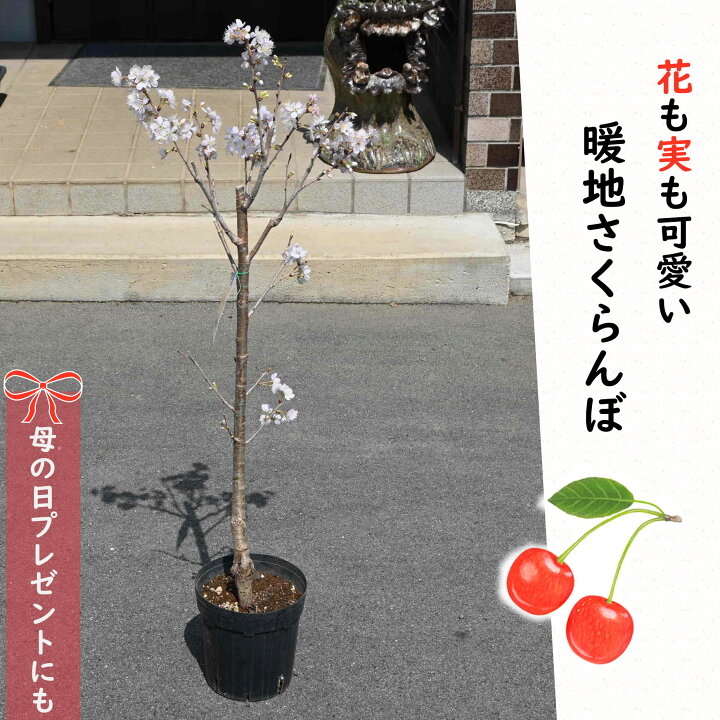 楽天市場】食べれるサクランボ 苗木 暖地サクランボ プレゼントに1本 