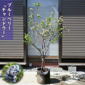 ブルーベリー チャンドラー 苗木 果樹 ノーザンハイブッシュ系