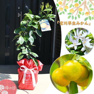 ̓̑蕨 ̓Mtg2025N Ȃ݂Ăy 5`7ԂJԌ̂Ȃ݂ 蕨Ɂ@{쑁݂ c ʎ