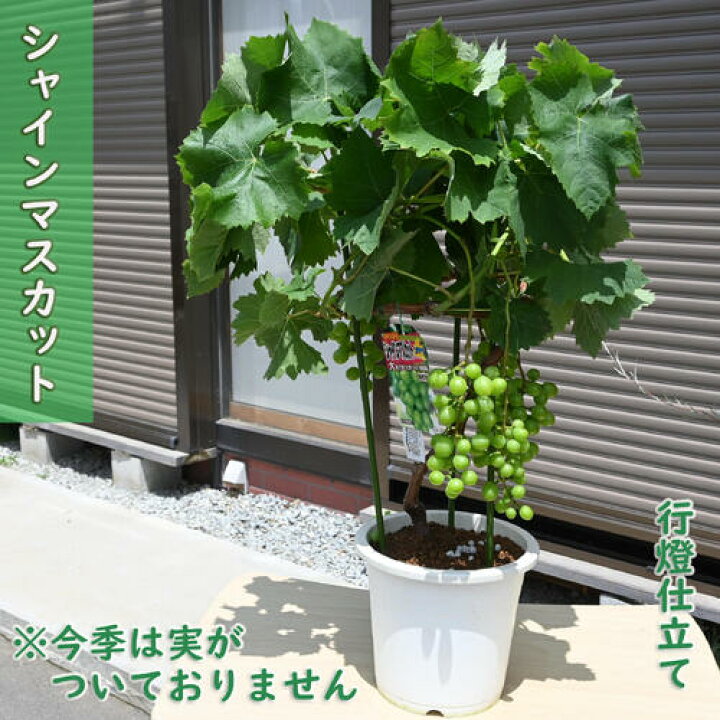 楽天市場】予約商品2025年6月下旬より発送希少 2025年7月 シャイン 