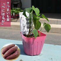 楽天市場】紅 はるか 苗 ウイルス フリーの通販