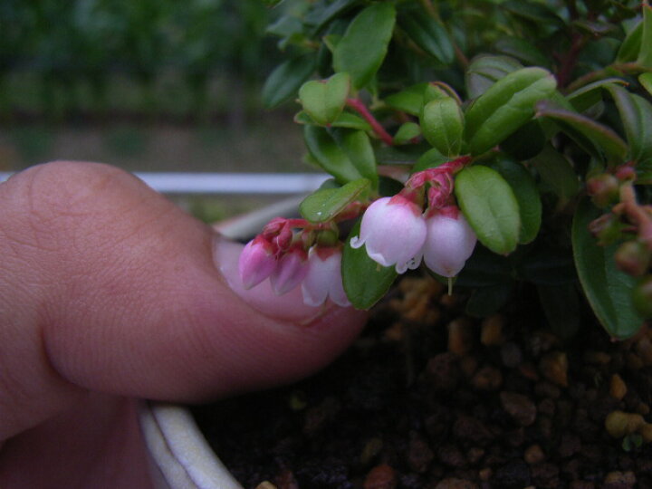 楽天市場 西別小葉こけもも 山野草 園芸百貨店何でも揃うこぼんさい