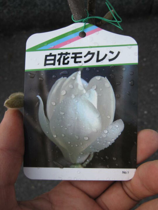 楽天市場 ハクモクレン苗白花木蓮苗木 園芸百貨店何でも揃うこぼんさい