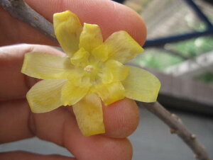 X~cX~ }QcEoCATCYƂĂ@gpł܂