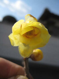 花芽あり2024年1月から2月頃開花花芽つき　おすすめです　花芽つき　満月ロウバイ鉢植え蝋梅 ロウバイ蝋梅のお花からとてもいい香りします。満月ロウバイ鉢植え