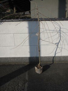 ��������@��c�@���̕c�@�y���d��������z�@�y�L�O���z�y���j���z��c�@�����@1.8m�́@���d�������