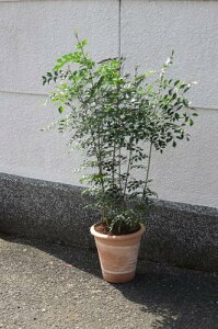 AƂĂlC̃V}glR yϗtAz V}glR yz