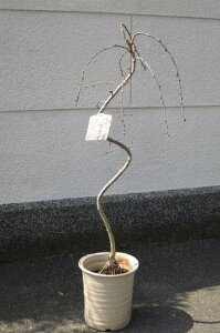 A傫߂̂d~ @}yd~́z@dAXX́@@V{c[Ɂ@@My2025N4J