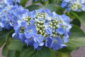 楽天市場 紫陽花 苗の通販 楽天市場 紫陽花 苗の通販