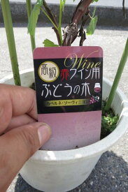 こちらの葡萄は　赤ワインにも使われている　葡萄です。赤ワインの原料の葡萄 　葡萄2023年　贈り物に