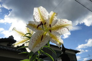 ̂͂ƂȂ܂B2024NJԕS̉l@RyMtgz@R@RSA@@