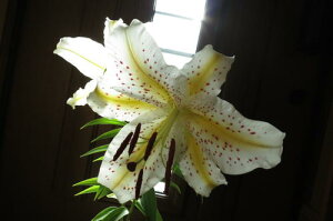 ̂͂ƂȂ܂B2024NJԕS̉l@RyMtgz@R@RSA@@