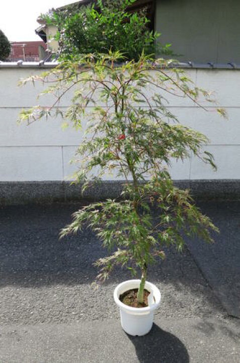 楽天市場 送料無料 とても形の良いもみじです 赤しだれ紅葉 もみじ 大きいもみじ シンボルツリーにもみじ 園芸百貨店何でも揃うこぼんさい