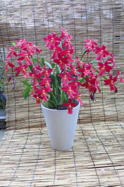 楽天市場 赤い蘭の鉢植えエドナスタンパーランド とても 人気のある赤い蘭です 園芸百貨店何でも揃うこぼんさい