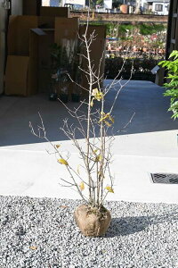 2026N1`2JԕcfSTc~\VTc EoCcfSX~c