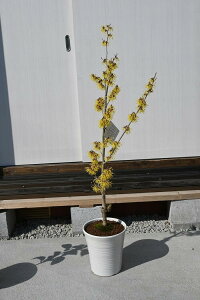 2025年2月に開花マンサク 黄花 鉢植え黄花マンサクまんさく黄花