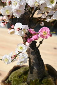 咲き分け梅梅盆栽2024年2月開花 咲き分け　思いのまま梅盆栽信楽焼き入り想いののまま梅