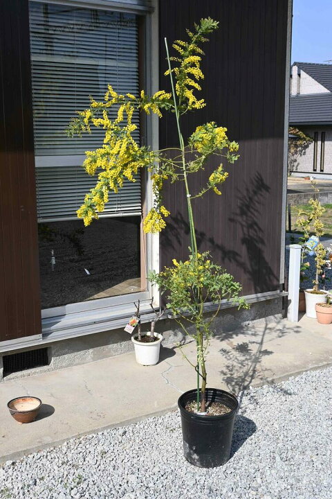 楽天市場】ミモザアカシア花芽あり2022年3月開花大苗です ミモザ 