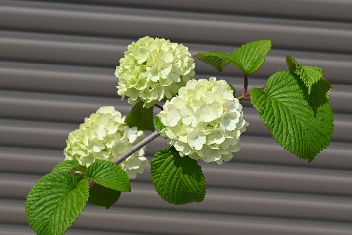楽天市場】4月頃開花苗 6号おおでまり 大手毬苗 オオデマリ苗 大手毬 
